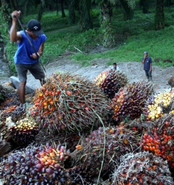 Akuisisi Domas Agro, UNSP Incar Laba 200% Akuisisi Domas Agro, UNSP Incar Laba 200%
