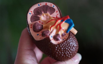 Cara Mengobati Penyakit Ginjal Stadium Awal, Ubah Gaya Hidup hingga