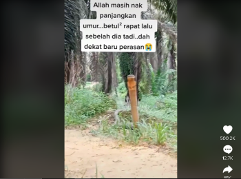 Dikira Kayu Nancep di Kebun Sawit, Ternyata Ular King Kobra