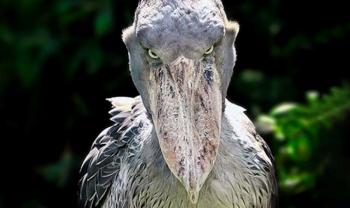 5 Burung Purba yang Masih Eksis dengan Wujud Paling Menyeramkan