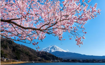Alasan Kenapa Tidak Boleh Memetik Bunga Sakura di Jepang, Ternyata Ini 4 Faktornya
