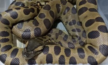 Phineas va Izabellaning birinchi jinsiy aloqasi