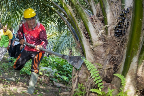 Targetkan 60.000 Ha Peremajaan, Seluruh Petani Sawit di RI Dilibatkan