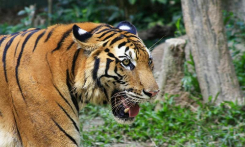 Tukang Kayu Diterkam Harimau saat Tidur di Kamp