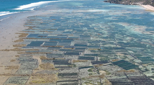 Pendapatan Petani Rumput Laut Bisa Naik di Atas UMR