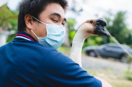 Virus Flu Burung Menginfeksi Pekerja di Peternakan Sapi, Kasus Infeksi terhadap Manusia Meningkat