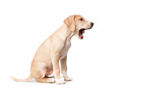 5 Arti Anjing Menggonggong Tengah Malam