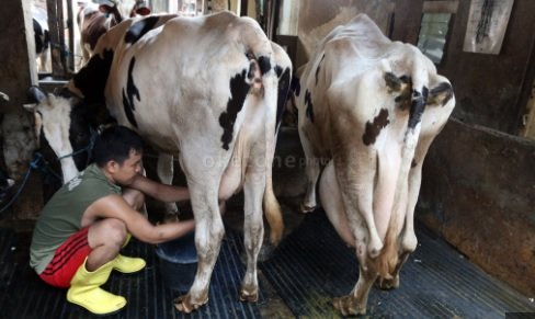 viral-peternak-sapi-di-jatim-buang-ribuan-liter-susu-imbas-kuota-dibatasi