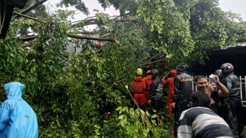 Pohon Beringin di Bogor Tumbang, Timpa Bangunan hingga 3 Mobil dan Satu Orang Terluka