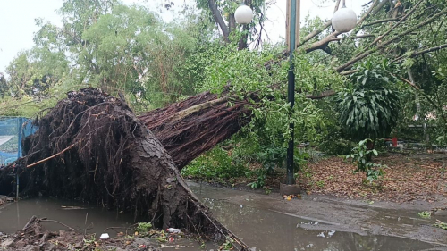 Kota Cimahi Diterjang Hujan Badai, Sejumlah Pohon Bertumbangan