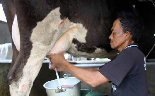 Peternak Buang Susu, Menkop Minta Koperasi Hilirisasi Produk