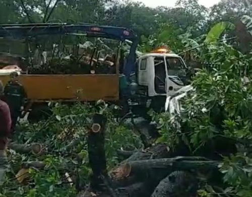 Hujan Deras, Pohon Tumbang di Jalan Raya Sawangan Depok