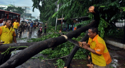 4 Pohon Tumbang Imbas Hujan Disertai Angin Kencang di Jaksel