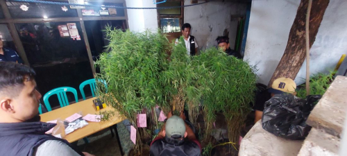 Polisi Gerebek Rumah Warga Cengkareng, Temukan 40 Pohon Ganja