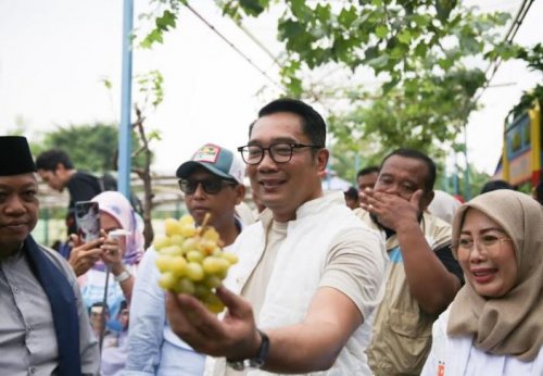 blusukan-ke-agro-eduwisata-di-kembangan-ridwan-kamil-paparkan-program-urban-farming