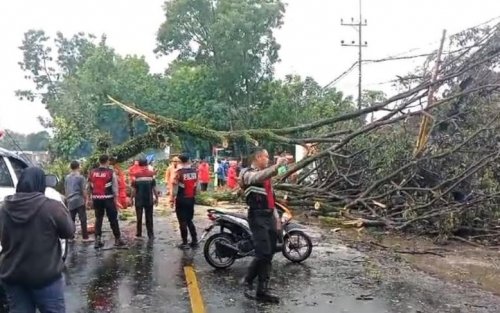 hujan-angin-porak-porandakan-malang-pohon-tumbang-putuskan-akses-jalan-dan-1-orang-luka-parah