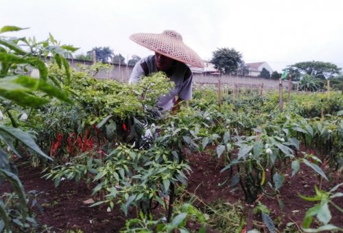 derita-petani-sayur-yang-terdampak-gerakan-boikot-produk-israel-di-indonesia