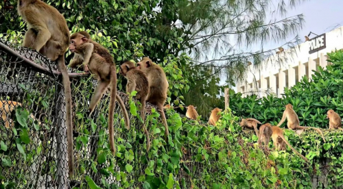 200 Monyet Liar yang Lepas Serang Kantor Polisi, Buat Kekacauan di Kota