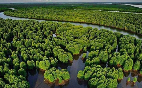 Dukung Ketahanan Iklim dan Kesejahteraan Masyarakat, Hutan Mangrove di Sumut Harus Dijaga