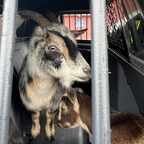 Dua Kambing Ditangkap Setelah Membuat Resah Pejalan Kaki, Ada Ada Saja