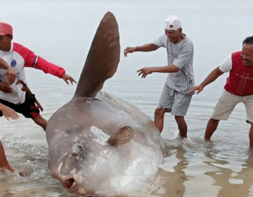 Warga Pamboang Geger, Ikan Mola-mola Terdampar di Pantai, Pertanda Apa?