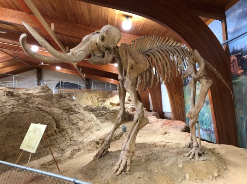 Ilmuwan Ungkap Manusia Purba di Amerika Utara Konsumsi Daging Mammoth