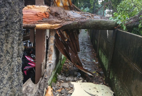 Dahan Pohon 7 Meter Patah Timpa Tembok Pembatas Polsek Bogor Utara