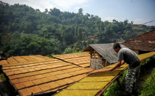 Serapan Hasil Panen Petani Tembakau Anjlok, Ternyata Ini Biang Keroknya
