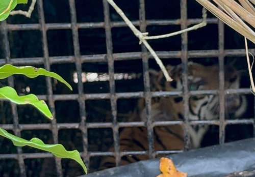 Harimau Sumatera yang Diduga Serang Warga hingga Meninggal di Lampung Terperangkap Box Trap