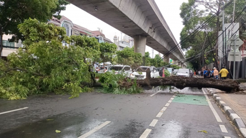 Pohon Besar Tumbang di Kawasan Melawai Jaksel