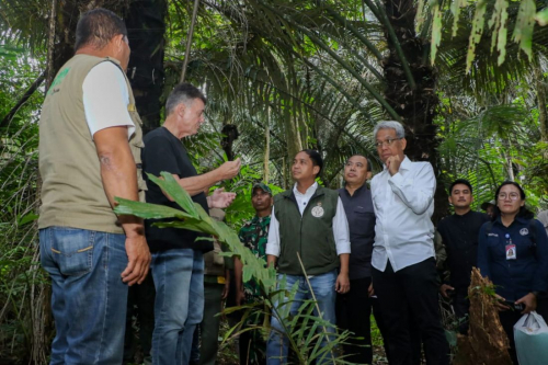 Menhut Tinjau Penyadapan Aren, Siapkan Bionetanol untuk Swasembada Energi