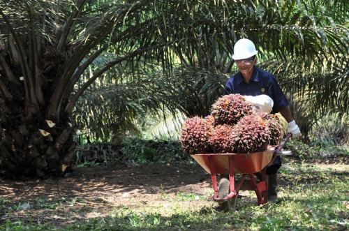 Tingkatkan Produktivitas, RI Digitalisasi Perkebunan Pakai AI