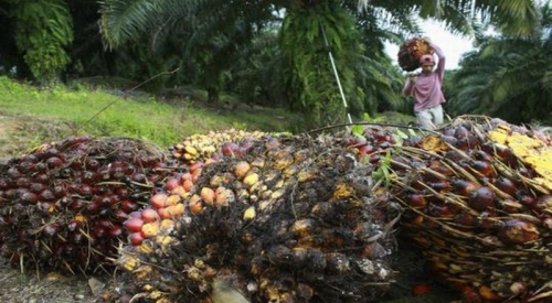 RI Punya Varietas Kultur Jaringan Kelapa Sawit dengan Potensi CPO Tinggi