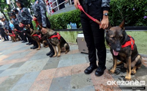 segini-bayaran-fantastis-anjing-pelacak-k9-di-scbd-ternyata-kalahkan-gaji-umr