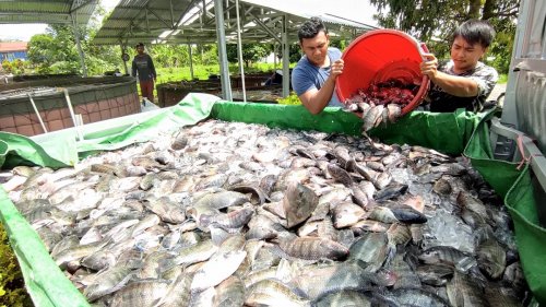 Permintaan Ikan Meningkat Jelang Akhir Tahun, Pedagang Raup Banyak Cuan