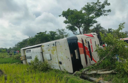 Bus Murni Jaya Terguling ke Sawah di Kulonprogo