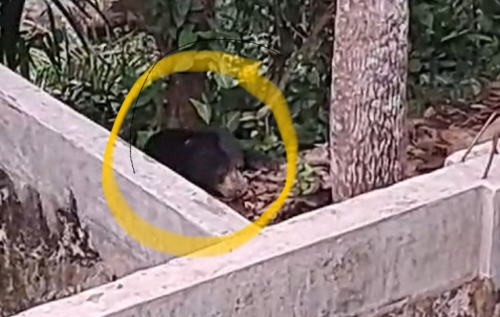 Gempar! Seekor Beruang Masuk Pekarangan Rumah Warga di Jambi