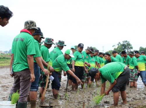 tni-dorong-swasembada-pangan-lewat-inovasi-bibit-unggul-dan-metode-tanam