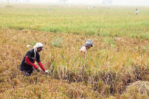 puncak-panen-2025-bulog-wajib-serap-gabah-petani