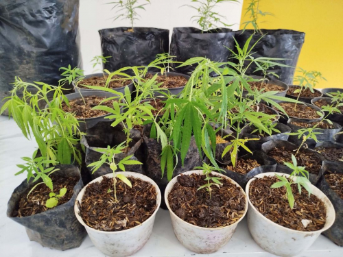 Miris! Bibit Ganja yang Dibudidaya Sarjana Pertanian Berasal dar Lapas