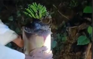 Warga Madura Geger, Batang Pohon Pisang Bekas Bant